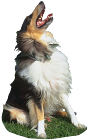 happy collie dog